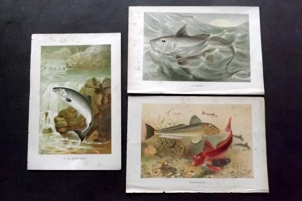 Lydekker, Richard 1896 Lot of 3 Antique Fish Prints: Chromolithographs Published 1894-96, London for "The Royal Natural History" by Richard Lydekker. Illustrated by Smit, Keulemans, Wolf and others. Paper Size: 10 x 6.5 inch (25 x 16.5cm) Some toning, m