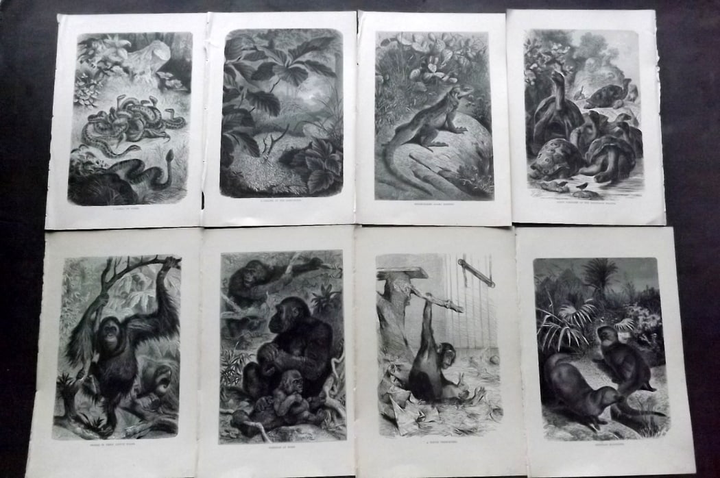Lydekker, Richard 1896 Lot of 8 Antique Natural History Prints: Wood Engravings (Rerverse side blank) Published 1894-96, London for "The Royal Natural History" by Richard Lydekker. Illustrated by Smit, Keulemans, Wolf and others. Paper Size: 10 x 6.5 inch (25 x 16