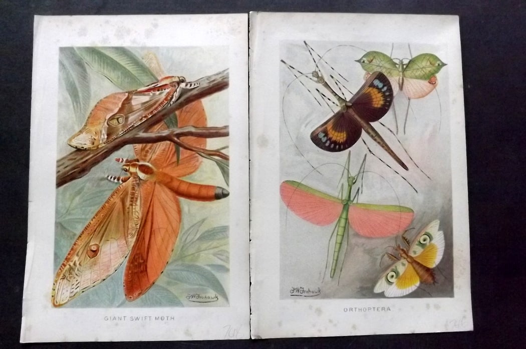 Lydekker, Richard 1896 Pair of Antique Moth Insect Prints: Chromolithographs Published 1894-96, London for "The Royal Natural History" by Richard Lydekker. Illustrated by Smit, Keulemans, Wolf and others. Paper Size: 10 x 6.5 inch (25 x 16.5cm) Some toning, m