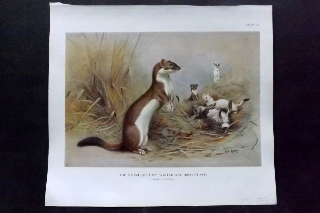Millais, John 1904 Rare Folio Print. Stoat - Autumn, Winter, and Irish: Folio Offset Lithograph Published 1904, London for "The Mammals of Great Britain and Ireland" by John Guille Millais. Illustrated by Archibald Thorburn, George Lodge and the Author. Rare - Limited Edi