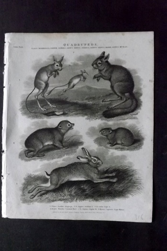 Rees, Abraham 1820 Antique Print. Hare, Cape Hyrax, Jerboa etc: Copper Plate Published 1802-20 by Longman, Hurst, Rees & Orme for "The Cycloaedia: or, Universal dictionary of arts, sciences, and literature" By Abraham Rees. Paper Size: 10.5 x 8.5 inch (27 x 22cm) 