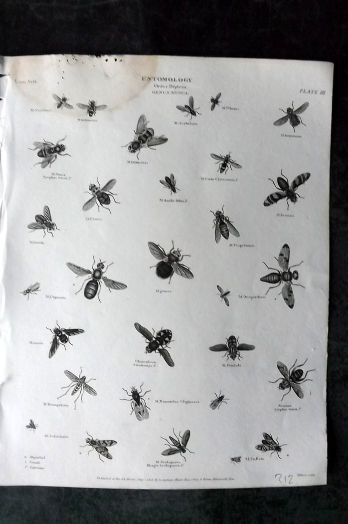 Rees, Abraham 1820 Antique Print. Insects - Diptera 03: Copper Plate Published 1802-20 by Longman, Hurst, Rees & Orme for "The Cycloaedia: or, Universal dictionary of arts, sciences, and literature" By Abraham Rees. Paper Size: 10.5 x 8.5 inch (27 x 22cm) 