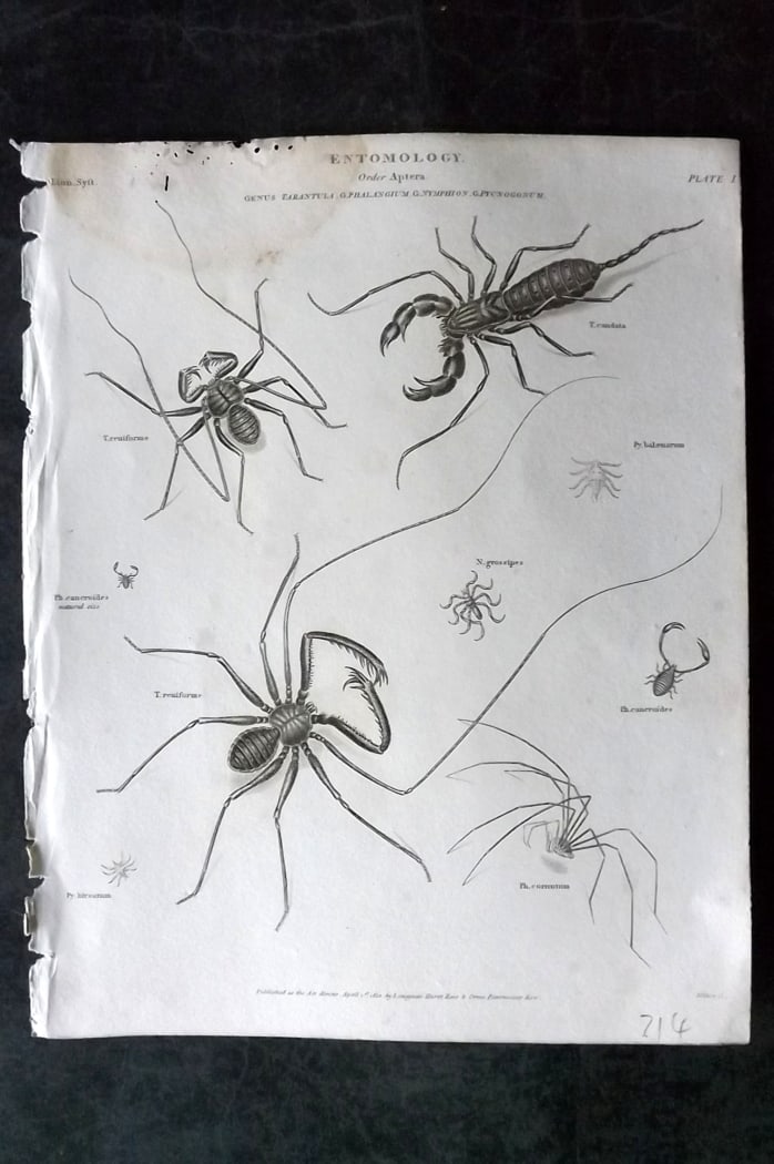 Rees, Abraham 1820 Antique Print. Insects - Tarantula Spider, Scorpion 01: Copper Plate Published 1802-20 by Longman, Hurst, Rees & Orme for "The Cycloaedia: or, Universal dictionary of arts, sciences, and literature" By Abraham Rees. Paper Size: 10.5 x 8.5 inch (27 x 22cm) 