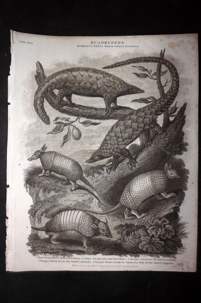 Rees, Abraham 1820 Antique Print. Manis & Armadillo's: Copper Plate Published 1802-20 by Longman, Hurst, Rees & Orme for "The Cycloaedia: or, Universal dictionary of arts, sciences, and literature" By Abraham Rees. Paper Size: 10.5 x 8.5 inch (27 x 22cm) 