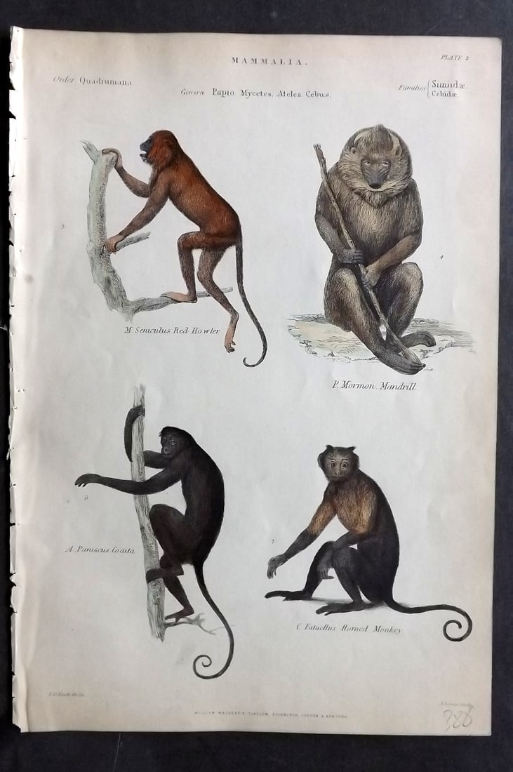 Richardson, John 1862 Hand Col Print. Red Howler, Mandrill, Horned Monkey: Hand Colored Steel Engraving/Etching Published 1859-62 by William Mackenzie, Edinburgh & London for "The Museum of Natural History" by John Richardson. Paper Size: 10.5 x 7 inch (27 x 18cm) Good Condi