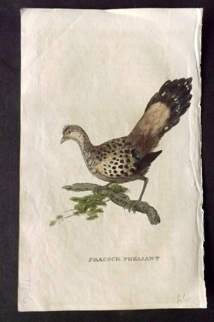 Brightly (Pub) 1815 Hand Coloured Bird Print. Peacock Pheasant (1 of 1)