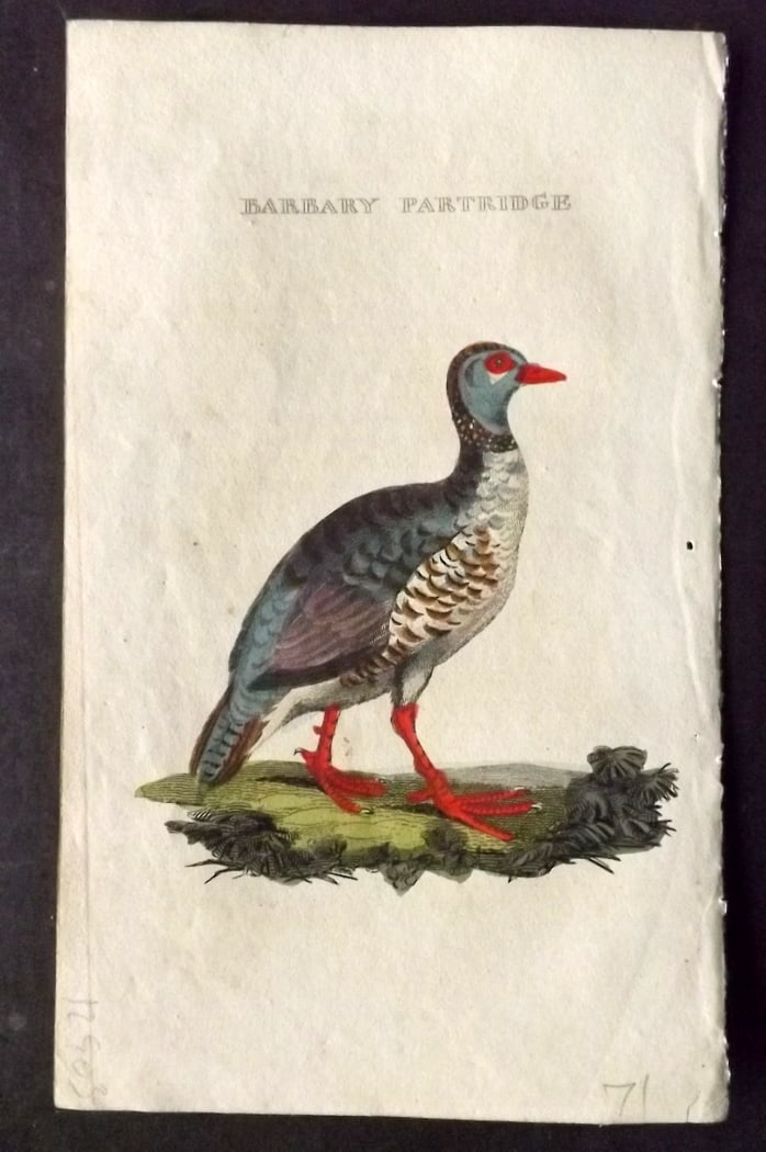Brightly (Pub) 1815 Hand Coloured Bird Print. Barbary Partridge: Hand Colored Copper Plate Published 1815 by Brightly & Childs, Bungay for "The Natural History of Birds" Paper Size: 8 x 4.25 inch (20 x 14cm) Good Condition