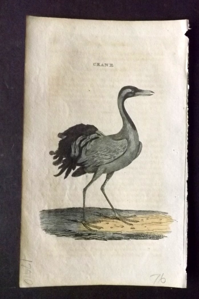 Brightly (Pub) 1815 Hand Coloured Bird Print. Crane: Hand Colored Copper Plate Published 1815 by Brightly & Childs, Bungay for "The Natural History of Birds" Paper Size: 8 x 4.25 inch (20 x 14cm) Very minor background toning/text offsetting. Good Condit