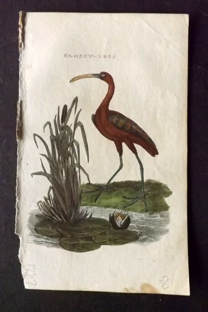Brightly (Pub) 1815 Hand Coloured Bird Print. Glossy Ibis (1 of 1)