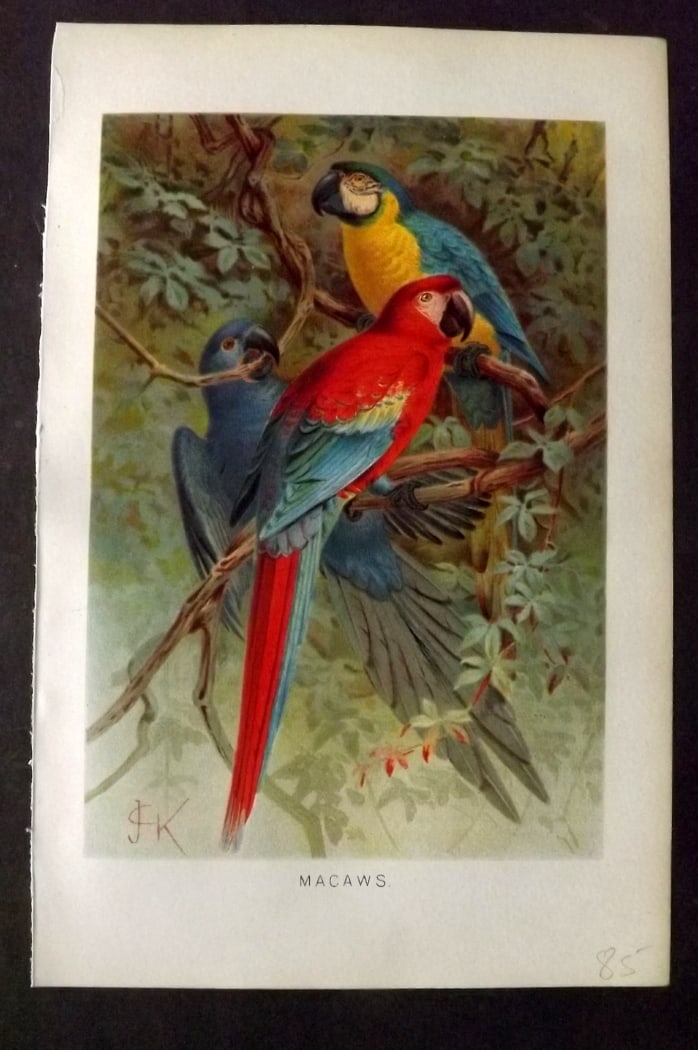 Lydekker, Richard 1896 Antique Bird Print. Macaws by Keulemans: Chromolithograph Published 1894-96, London for "The Royal Natural History" by Richard Lydekker. Illustrated by Smit, Keulemans, Wolf and others. Paper Size: 10 x 6.5 inch (25 x 16.5cm) Good Condition
