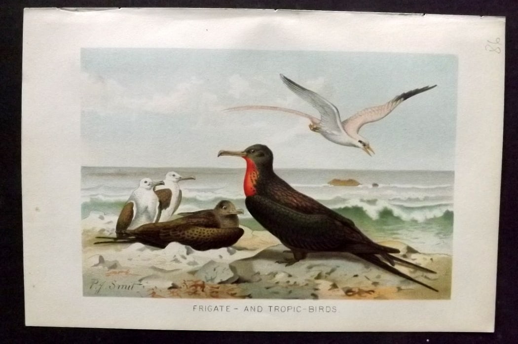 Lydekker, Richard 1896 Antique Bird Print. Frigate and Tropic Birds (1 of 1)