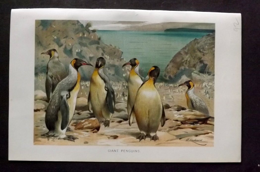 Lydekker, Richard 1896 Antique Bird Print. Giant Penguins: Chromolithograph Published 1894-96, London for "The Royal Natural History" by Richard Lydekker. Illustrated by Smit, Keulemans, Wolf and others. Paper Size: 10 x 6.5 inch (25 x 16.5cm) Good Condition