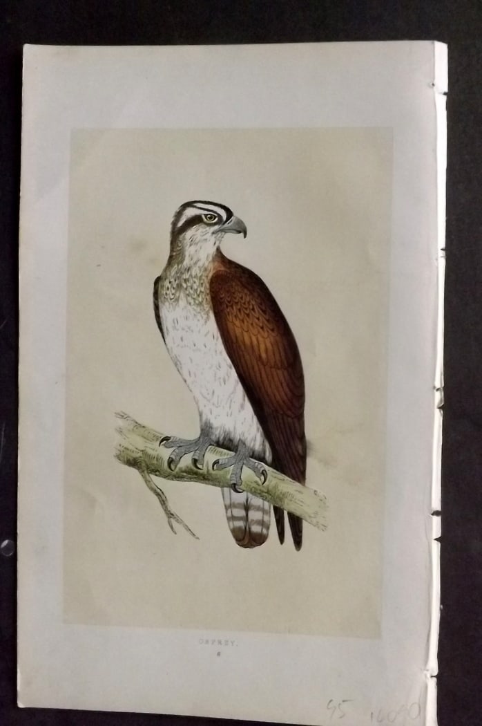 Morris, Francis 1851 Hand Col Bird Print. Osprey: Woodblock Published 1851-57, London for "A History of British Birds" First Edition by the Rev. Francis Orpen Morris. Printed in colours and finished by hand. Paper Size: 9.5 x 6 inch (24 x 15cm) Good 