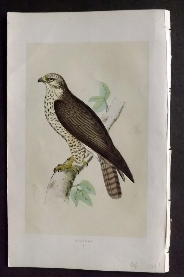 Morris, Francis 1851 Hand Col Bird Print. Buzzard: Woodblock Published 1851-57, London for "A History of British Birds" First Edition by the Rev. Francis Orpen Morris. Printed in colours and finished by hand. Paper Size: 9.5 x 6 inch (24 x 15cm) Good 