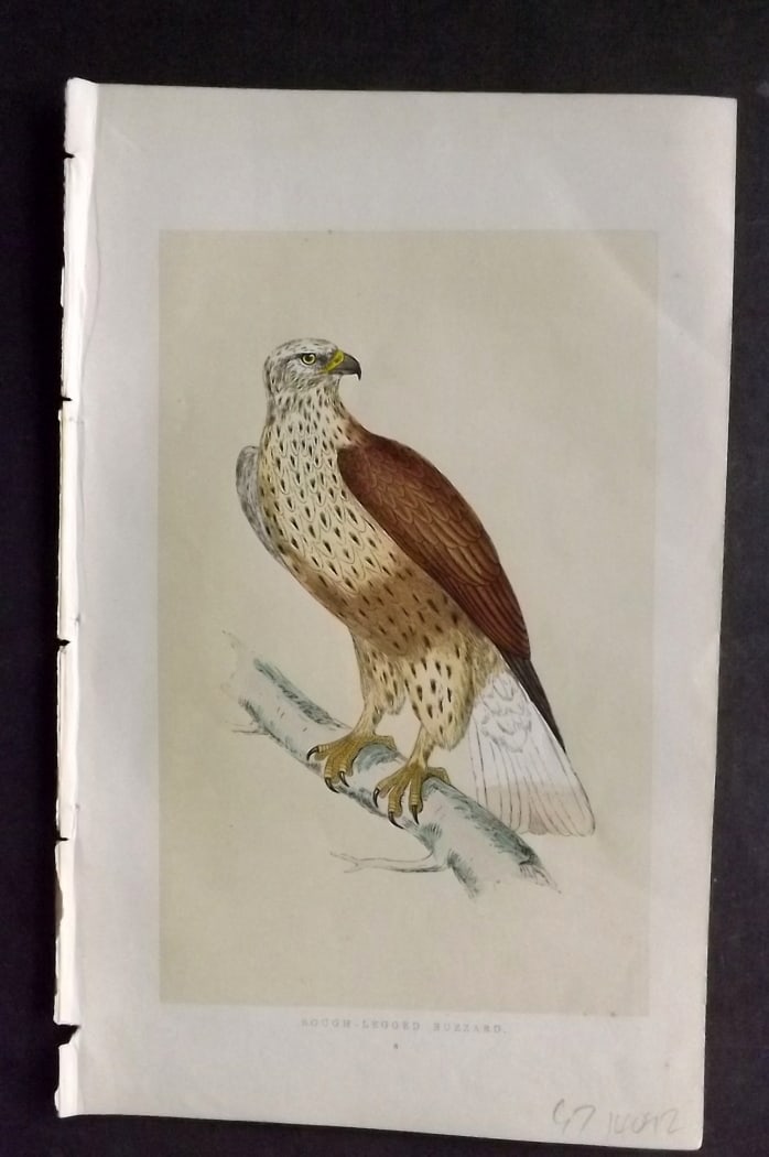 Morris, Francis 1851 Hand Col Bird Print. Rough Legged Buzzard (1 of 1)