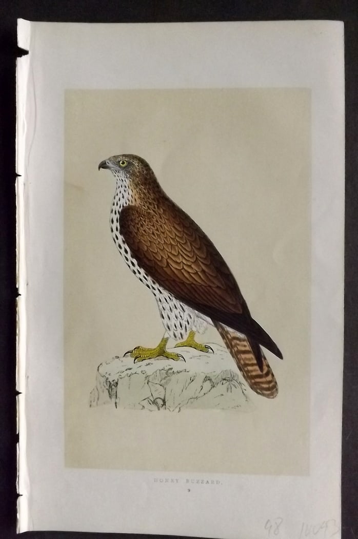Morris, Francis 1851 Hand Col Bird Print. Honey Buzzard: Woodblock Published 1851-57, London for "A History of British Birds" First Edition by the Rev. Francis Orpen Morris. Printed in colours and finished by hand. Paper Size: 9.5 x 6 inch (24 x 15cm) Good 