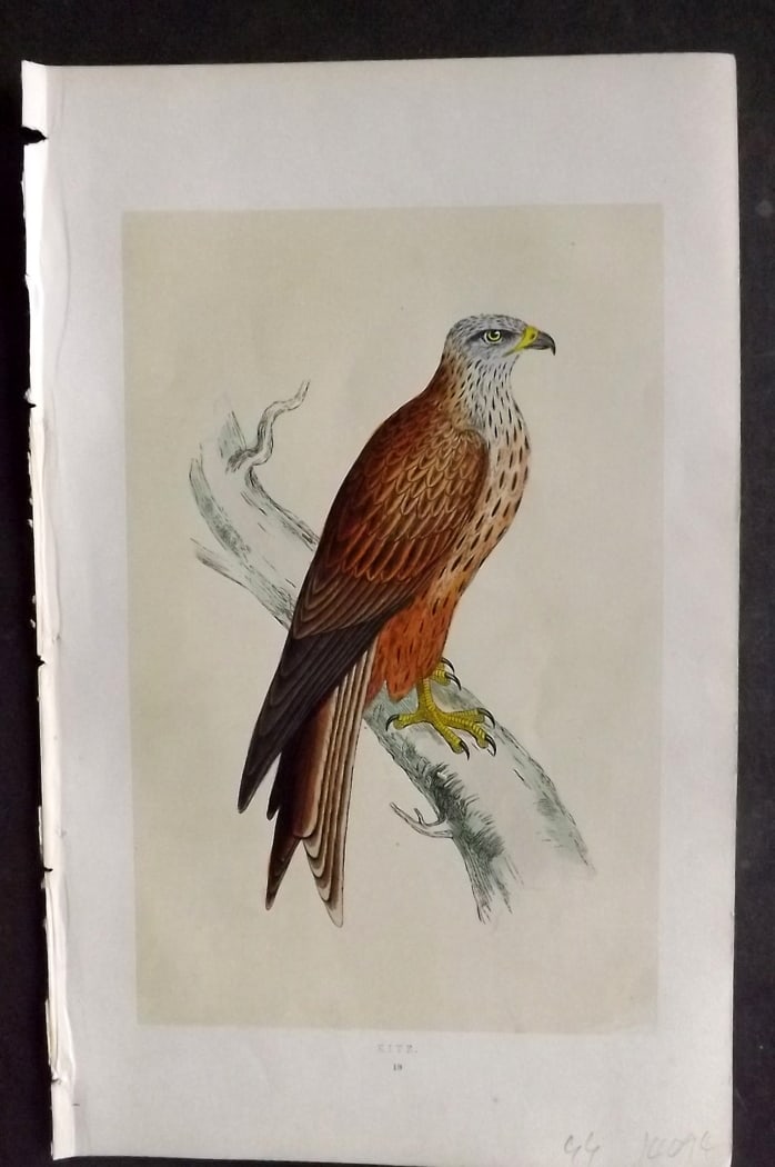 Morris, Francis 1851 Hand Col Bird Print. Kite: Woodblock Published 1851-57, London for "A History of British Birds" First Edition by the Rev. Francis Orpen Morris. Printed in colours and finished by hand. Paper Size: 9.5 x 6 inch (24 x 15cm) Good 