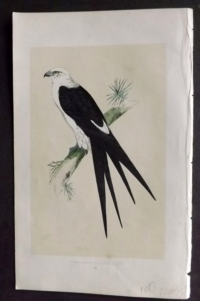 Morris, Francis 1851 Hand Col Bird Print. Swallow Tailed Kite: Woodblock Published 1851-57, London for "A History of British Birds" First Edition by the Rev. Francis Orpen Morris. Printed in colours and finished by hand. Paper Size: 9.5 x 6 inch (24 x 15cm) Good 