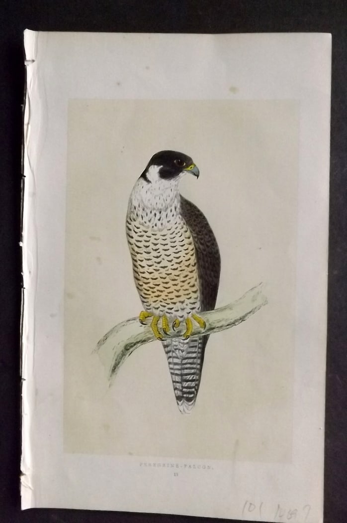 Morris, Francis 1851 Hand Col Bird Print. Peregrine Falcon (1 of 1)