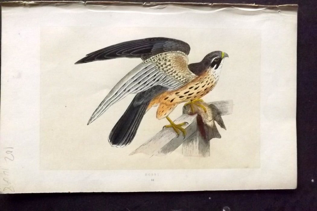 Morris, Francis 1851 Hand Col Bird Print. Hobby: Woodblock Published 1851-57, London for "A History of British Birds" First Edition by the Rev. Francis Orpen Morris. Printed in colours and finished by hand. Paper Size: 9.5 x 6 inch (24 x 15cm) Good 