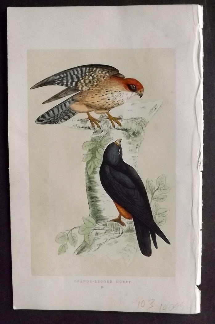 Morris, Francis 1851 Hand Col Bird Print. Orange Legged Falcon (1 of 1)