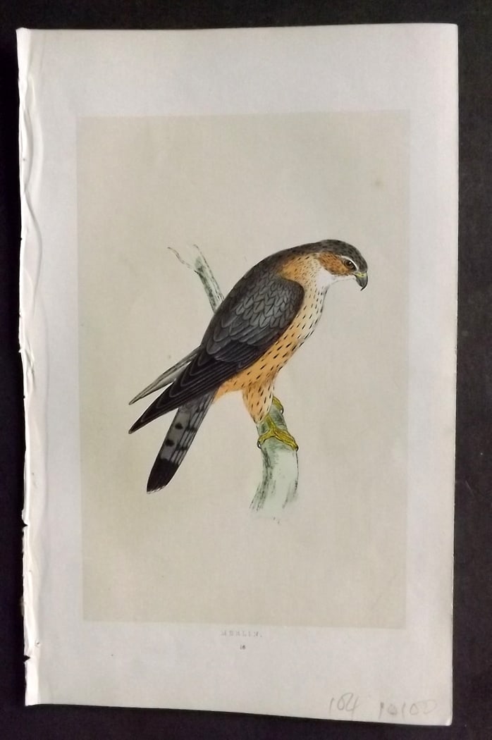 Morris, Francis 1851 Hand Col Bird Print. Merlin: Woodblock Published 1851-57, London for "A History of British Birds" First Edition by the Rev. Francis Orpen Morris. Printed in colours and finished by hand. Paper Size: 9.5 x 6 inch (24 x 15cm) Good 