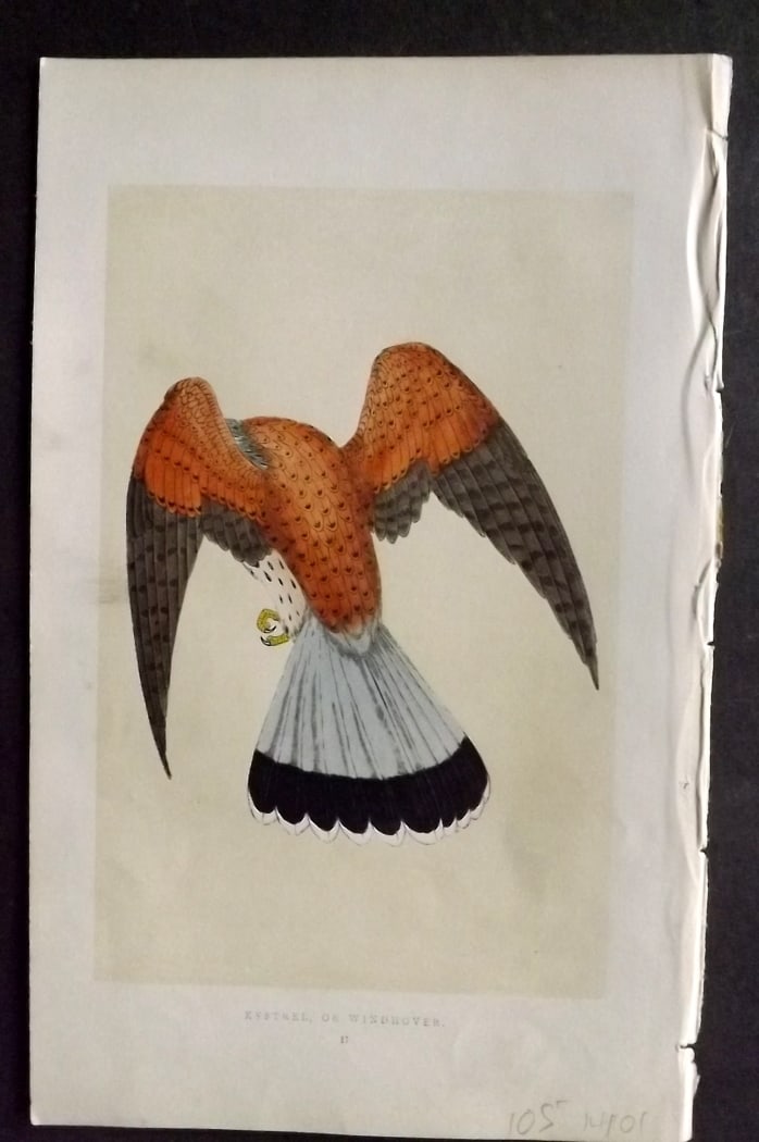 Morris, Francis 1851 Hand Col Bird Print. Kestrel: Woodblock Published 1851-57, London for "A History of British Birds" First Edition by the Rev. Francis Orpen Morris. Printed in colours and finished by hand. Paper Size: 9.5 x 6 inch (24 x 15cm) Good 