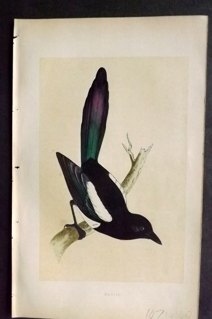 Morris, Francis 1851 Hand Col Bird Print. Magpie: Woodblock Published 1851-57, London for "A History of British Birds" First Edition by the Rev. Francis Orpen Morris. Printed in colours and finished by hand. Paper Size: 9.5 x 6 inch (24 x 15cm) Good 
