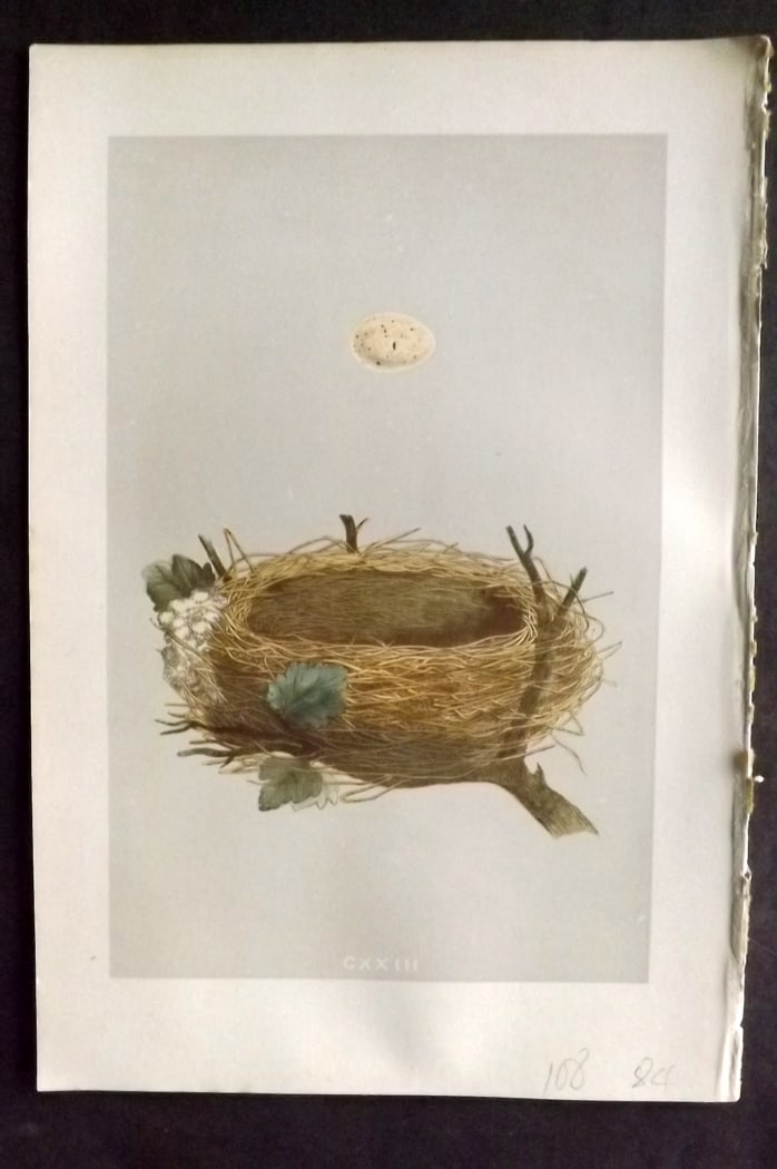 Morris, Francis 1875 Antique Bird Nest & Egg Print. Garden Warbler 123: Woodblock Published 1875, London for "A Natural History of the Nests and Eggs of British Birds" By the Rev. Francis Orpen Morris, printed Benjamin Fawcett. Paper Size: 10 x 6 inch (25 x 16cm) Minor to