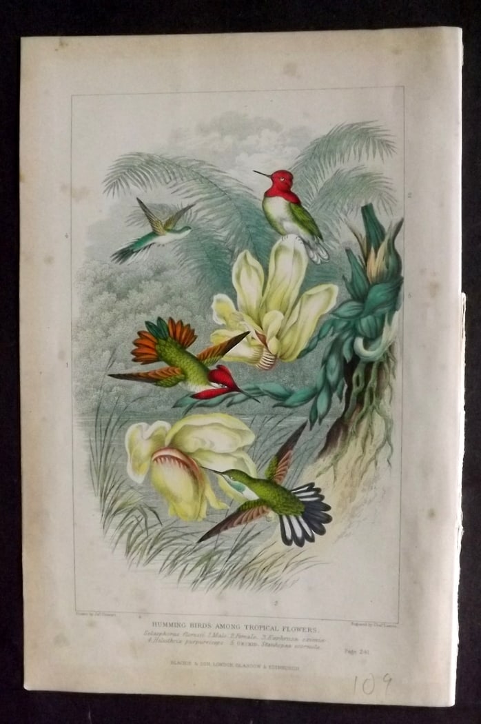 Pouchet, F. A. 1870 Antique Bird Print. Hummingbirds among Tropical Flowers (1 of 1)