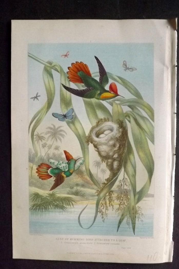 Pouchet, F. A. 1870 Antique Bird Print. Nest of Hummingbird attached to a leaf: Colour Printed Woodblock Published 1870, London for "The Universe: Or, The Infinitely Great and The Infinitely Little" by F. A. Pouchet. Paper Size: 9.5 x 6 inch (24 x 15cm) Good Condition
