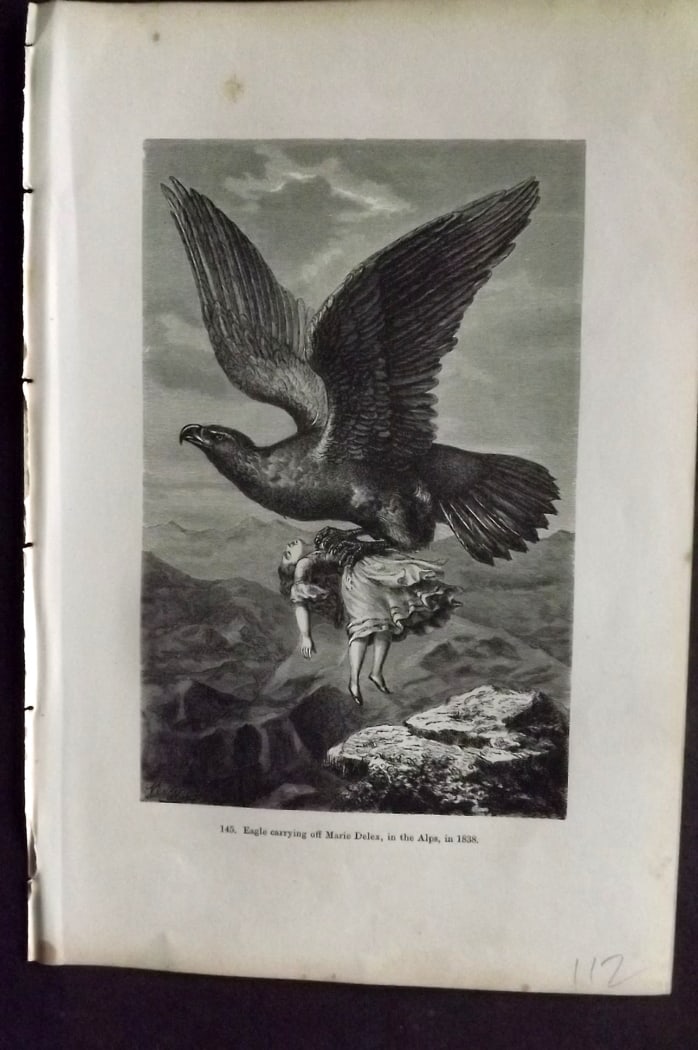 Pouchet, F. A. 1870 Antique Bird Print. Eagle carrying off Marie Delex in the Alps in 1838: Wood Engraving (Reverse side blank) Published 1870, London for "The Universe: Or, The Infinitely Great and The Infinitely Little" by F. A. Pouchet. Paper Size: 9.5 x 6 inch (24 x 15cm) Very minor marg