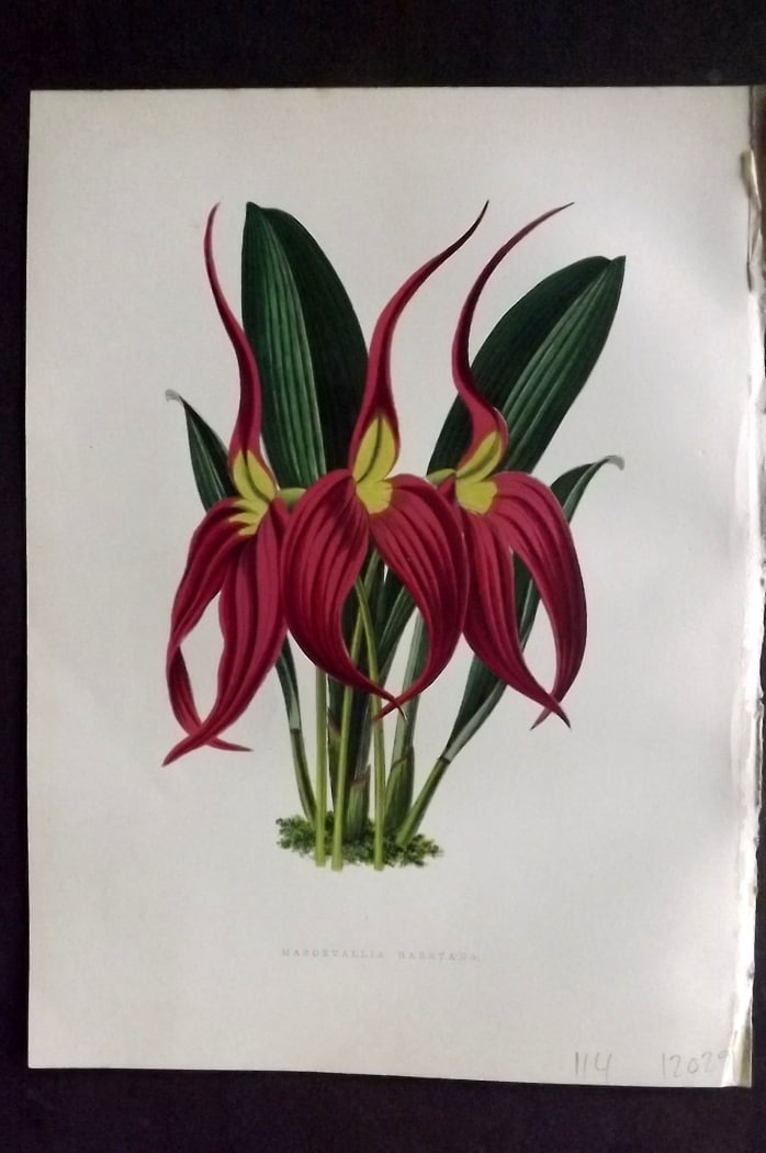 Hibberd, Shirley 1866 Antique Botanical Print. Masdevallia Harryana: Color Printed Woodblocks (Some with additional hand color) Published 1866, London for "Greenhouse Favourites?" by Shirley Hibberd. Paper Size: 9.5 x 7 inch (24 x 18cm) Good Condition