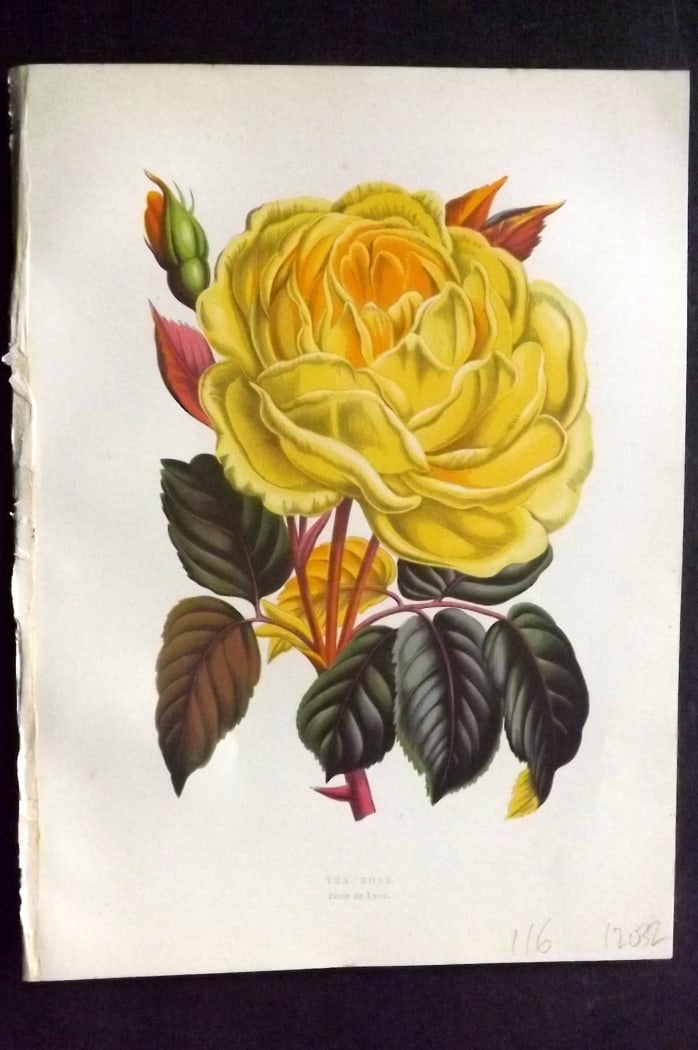 Hibberd, Shirley 1866 Antique Botanical Print. Tea Rose: Color Printed Woodblocks (Some with additional hand color) Published 1866, London for "Greenhouse Favourites?" by Shirley Hibberd. Paper Size: 9.5 x 7 inch (24 x 18cm) Good Condition