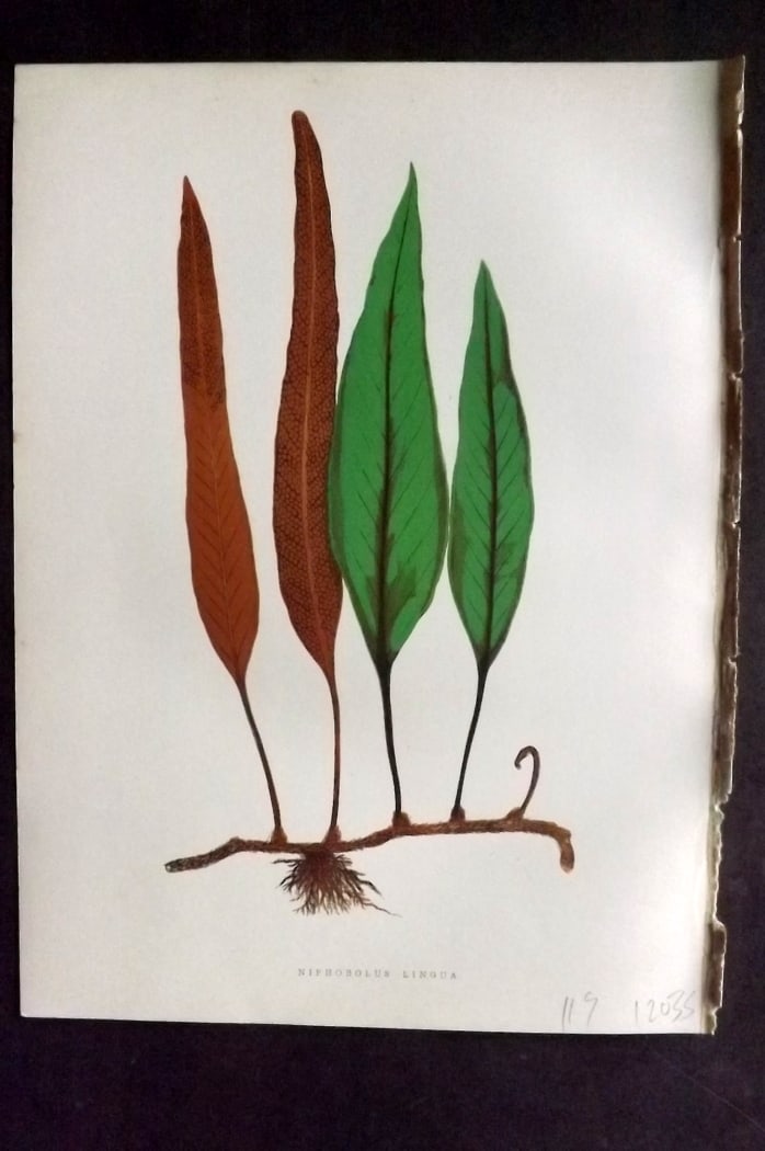 Hibberd, Shirley 1866 Antique Botanical Print. Niphobolus Lingua Fern: Color Printed Woodblocks (Some with additional hand color) Published 1866, London for "Greenhouse Favourites?" by Shirley Hibberd. Paper Size: 9.5 x 7 inch (24 x 18cm) Good Condition