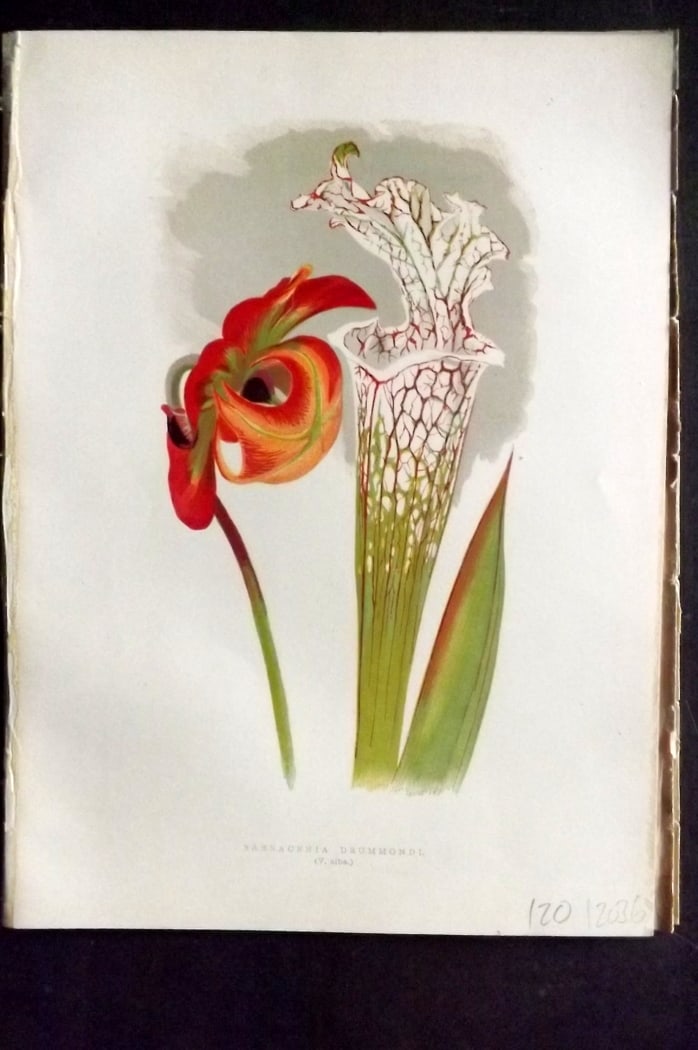 Hibberd, Shirley 1866 Antique Botanical Print. Narracenia Drummondi: Color Printed Woodblocks (Some with additional hand color) Published 1866, London for "Greenhouse Favourites?" by Shirley Hibberd. Paper Size: 9.5 x 7 inch (24 x 18cm) Good Condition