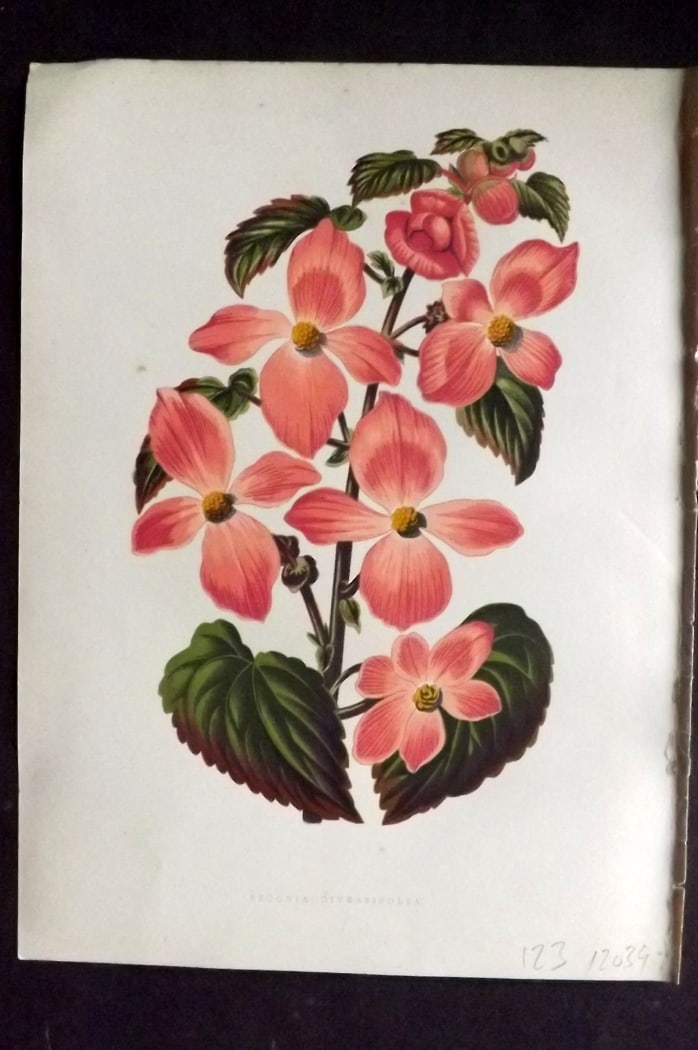 Hibberd, Shirley 1866 Antique Botanical Print. Begonia Diversifolia: Color Printed Woodblocks (Some with additional hand color) Published 1866, London for "Greenhouse Favourites?" by Shirley Hibberd. Paper Size: 9.5 x 7 inch (24 x 18cm) Good Condition