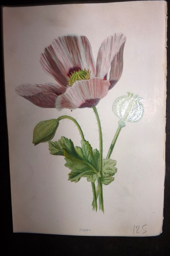 Hulme, Edward C1880 First Edition Botanical Print. Poppy: Chromolithographs Published C1880, London for "Familiar Garden Flowers" First Edition by F. Edward Hulme & Shirley Hibberd. Paper Size: 7.5 x 5 inch (19 x 13cm) Good Condition