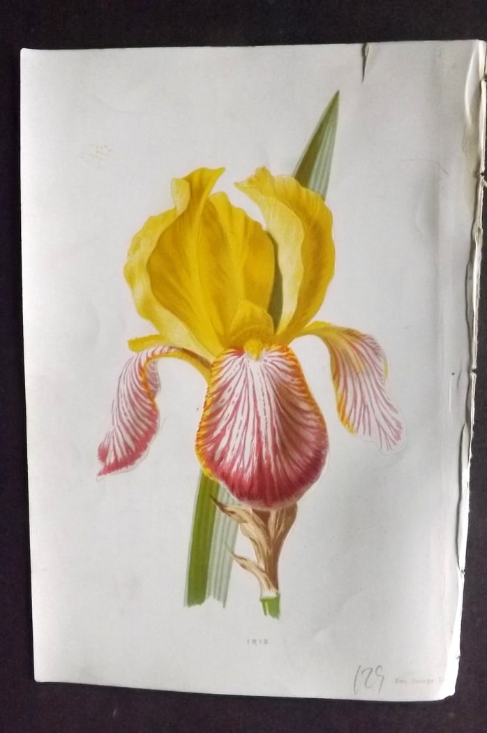 Hulme, Edward C1880 First Edition Botanical Print. Iris: Chromolithographs Published C1880, London for "Familiar Garden Flowers" First Edition by F. Edward Hulme & Shirley Hibberd. Paper Size: 7.5 x 5 inch (19 x 13cm) Good Condition