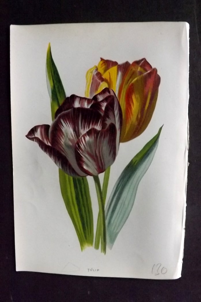 Hulme, Edward C1880 First Edition Botanical Print. Tulip: Chromolithographs Published C1880, London for "Familiar Garden Flowers" First Edition by F. Edward Hulme & Shirley Hibberd. Paper Size: 7.5 x 5 inch (19 x 13cm) Good Condition