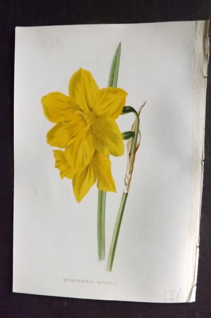 Hulme, Edward C1880 First Edition Botanical Print. Incomparable Daffodil: Chromolithographs Published C1880, London for "Familiar Garden Flowers" First Edition by F. Edward Hulme & Shirley Hibberd. Paper Size: 7.5 x 5 inch (19 x 13cm) Good Condition
