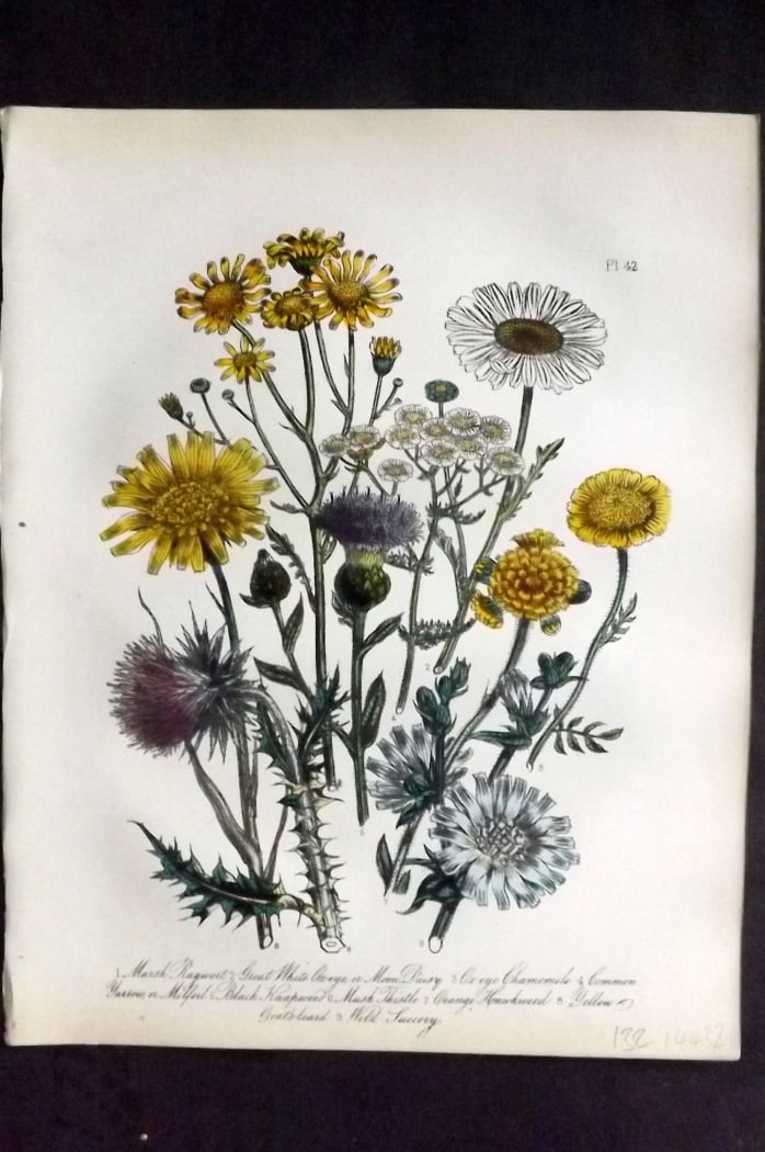 Loudon, Mrs Jane 1849 Botanical Print. Ragwort, Ox Eye, Yarrow, Knapweed, Thistle 42: Hand Colored Lithograph Published 1855, London for "British Wild Flowers" Second Edition by Mrs Jane Loudon. Paper Size: 11.5 x 9 inch (29 x 23cm) Good Condition
