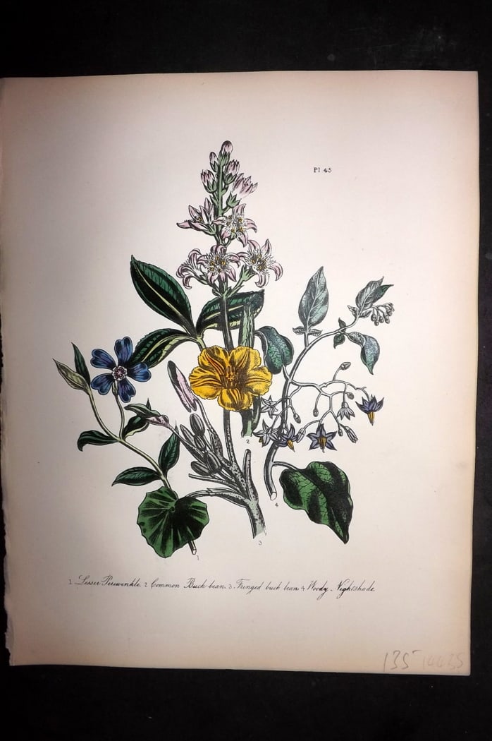 Loudon, Mrs Jane 1849 Botanical Print. Periwinkle, Buck Bean, Woody Nightshade 45: Hand Colored Lithograph Published 1855, London for "British Wild Flowers" Second Edition by Mrs Jane Loudon. Paper Size: 11.5 x 9 inch (29 x 23cm) Good Condition
