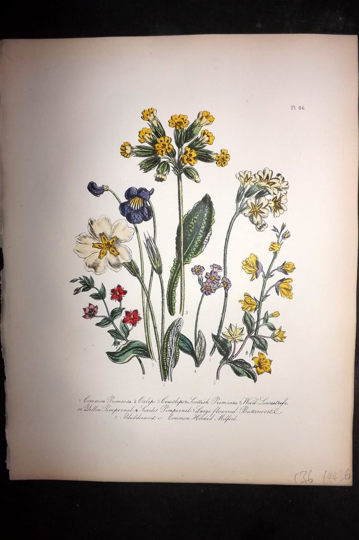 Loudon, Mrs Jane 1849 Botanical Print. Primrose, Oxlip, Cowslip, Primrose, Loosetrife 46: Hand Colored Lithograph Published 1855, London for "British Wild Flowers" Second Edition by Mrs Jane Loudon. Paper Size: 11.5 x 9 inch (29 x 23cm) Good Condition