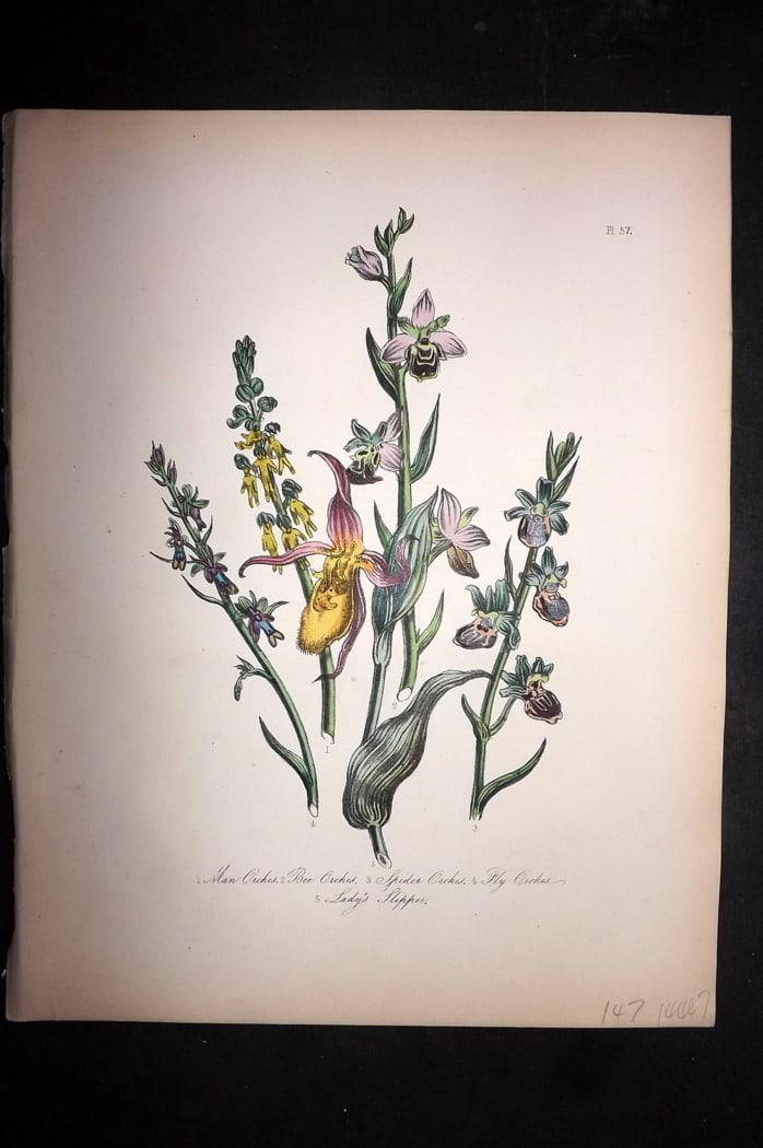 Loudon, Mrs Jane 1849 Botanical Print. Man, Bee, Spider, Fly Orchis. Lady's Slipper Orchid 57 (1 of 1)