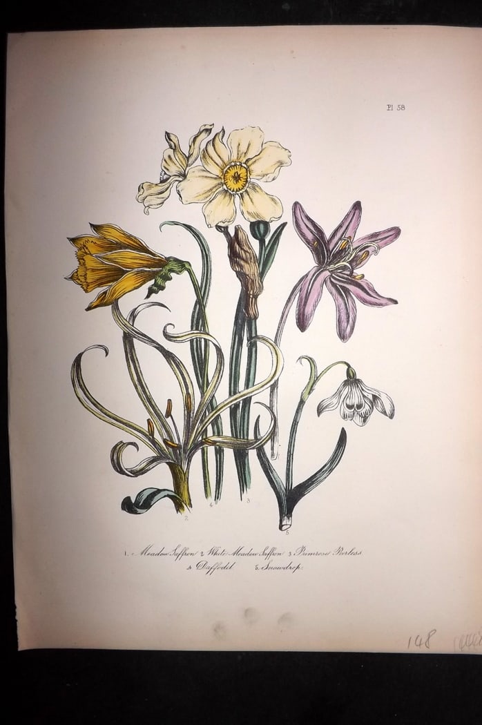 Loudon, Mrs Jane 1849 Botanical Print. Meadow Saffron, Daffodil, Snowdrop 58 (1 of 1)