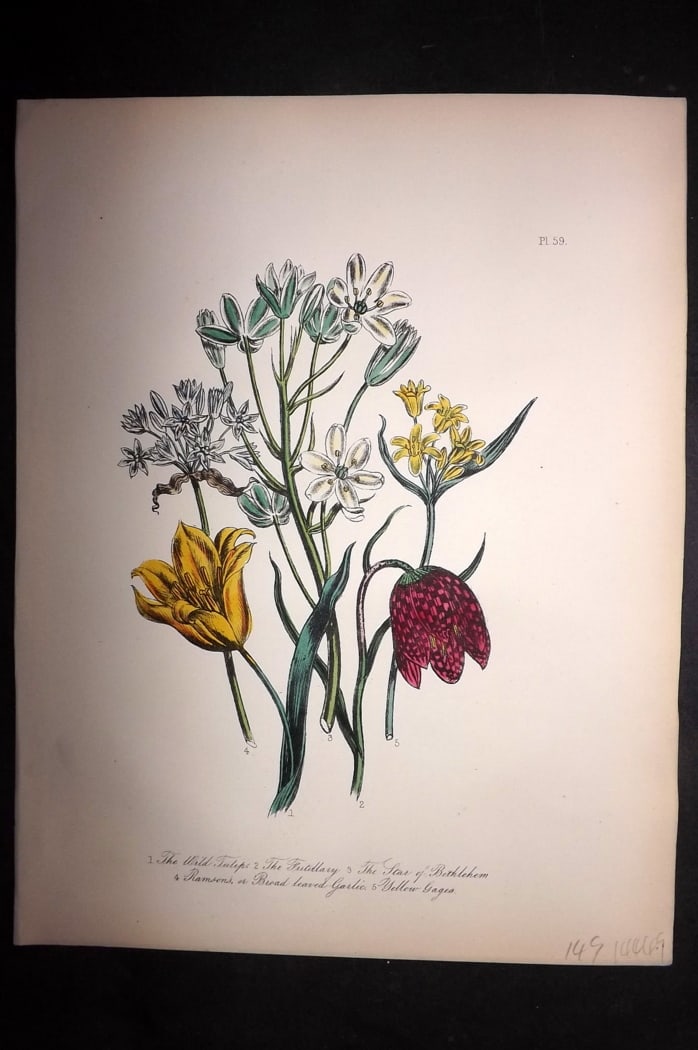 Loudon, Mrs Jane 1849 Botanical Print. Wild Tulip, Fritillary, Star of Bethlehem, Ramsons 59: Hand Colored Lithograph Published 1855, London for "British Wild Flowers" Second Edition by Mrs Jane Loudon. Paper Size: 11.5 x 9 inch (29 x 23cm) Good Condition