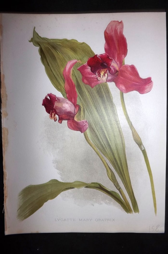 Moon, H. G. 1903 Folio Botanical Print. Lycaste Mary Gratrix Orchid: Chromolithograph Published 1903-05, London for "Flora and Sylva" Illustrated by H. G. Moon. Paper Size: 12 x 9 inch (30 x 23cm) Good Condition