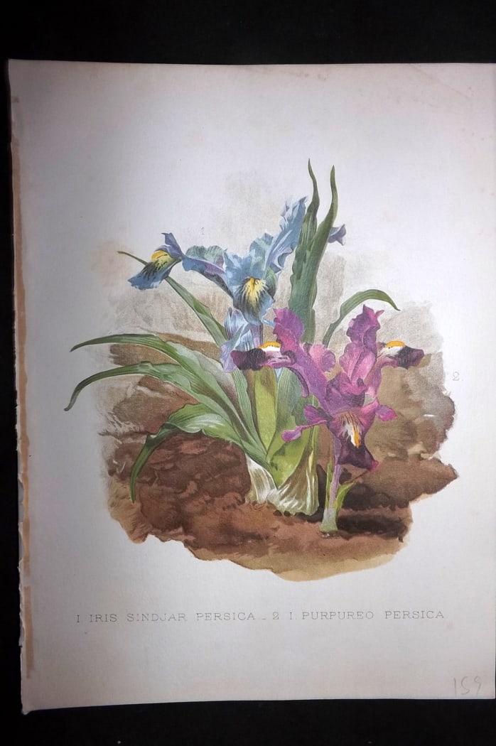 Moon, H. G. 1903 Folio Botanical Print. Iris Persica. Persian Iris (1 of 1)