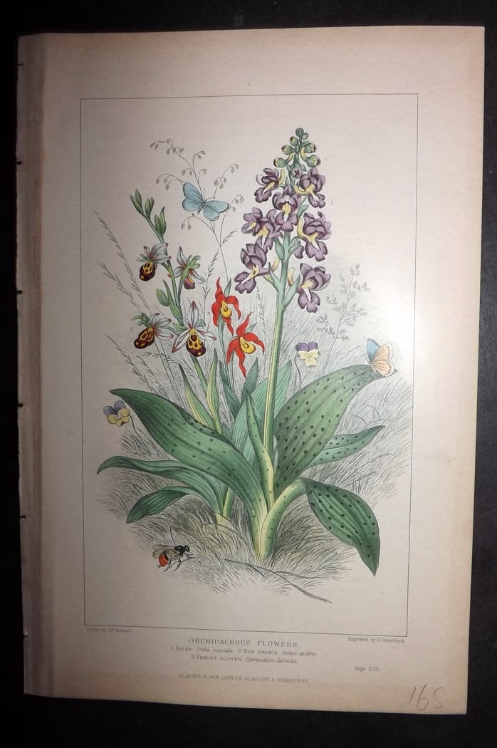 Pouchet, F. A. 1870 Botanical Print. Orchidaceous Flowers Orchids: Colour Printed Woodblock Published 1870, London for "The Universe: Or, The Infinitely Great and The Infinitely Little" by F. A. Pouchet. Paper Size: 9.5 x 6 inch (24 x 15cm) Good Condition